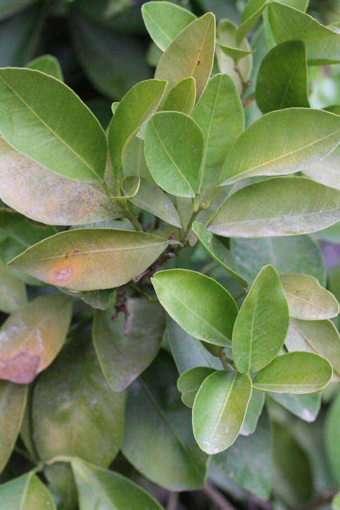              Shade leaves (Riverside, CA)       